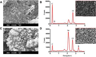 Tuberculosis detection from raw sputum samples using Au-electroplated screen-printed electrodes as E-DNA sensor